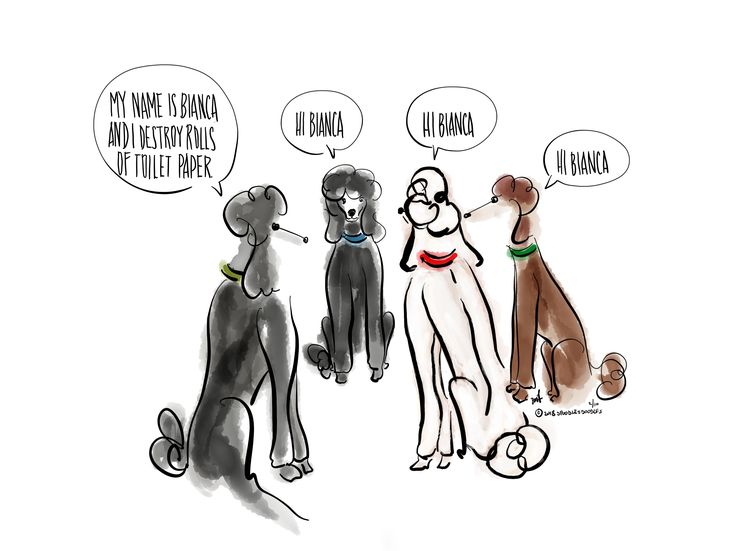 An image of four poodles talking among themselves.