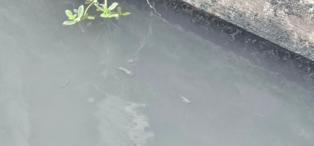 This image has an empty alt attribute; its file name is image-1.png